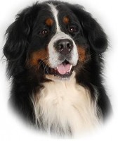 Ferrari Black Altura